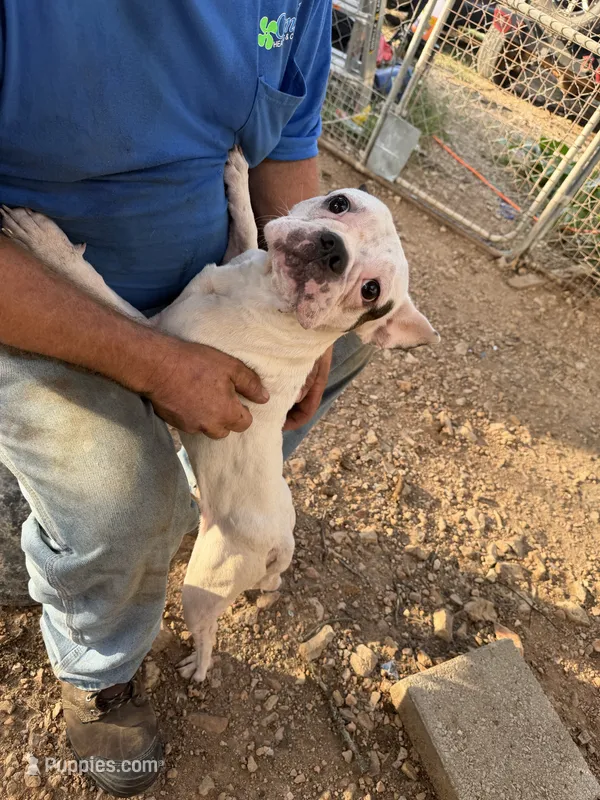 Harley  – French Bulldog puppy for sale in Saint Joe, AR