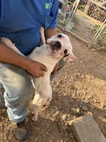 Harley , a male French Bulldog for sale in Saint Joe, AR – 1 of 3