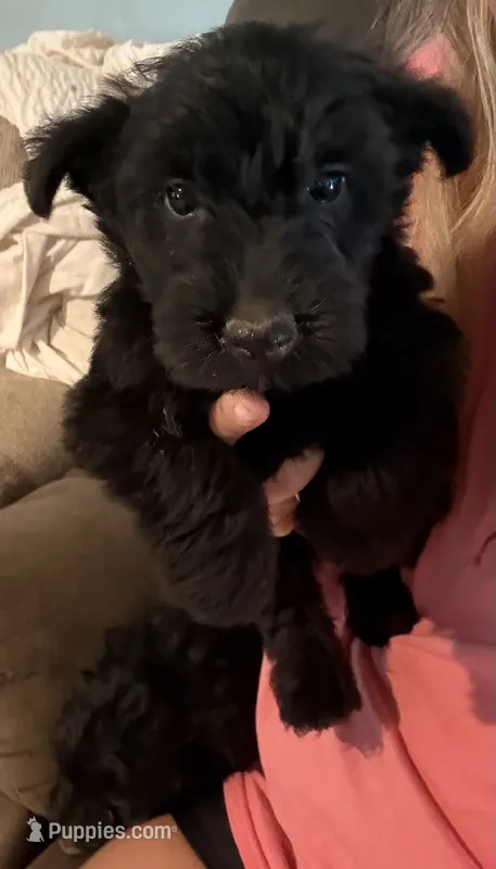 Scottie pup – Scottish Terrier puppy for sale in Saint Joe, AR