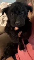 Scottie pup, a female Scottish Terrier for sale in Saint Joe, AR – 1 of 2