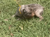 Coco, a male Miniature Schnauzer for sale in Saint Joe, AR – 4 of 4