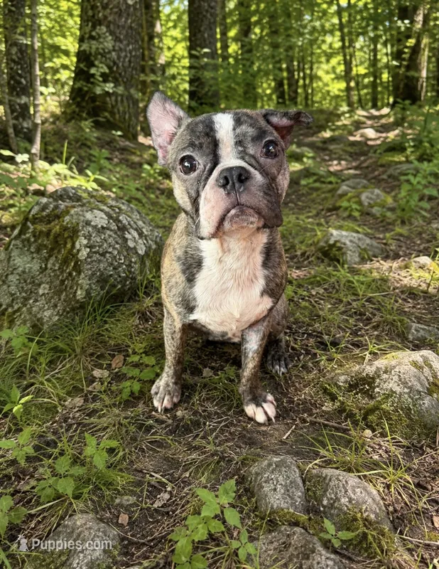 Max – French Bulldog puppy for sale in Saint Joe, AR