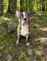 Max, a male French Bulldog for sale in Saint Joe, AR – 1 of 3