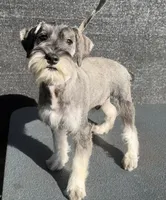 Spice, a male Miniature Schnauzer for sale in Saint Joe, AR – 4 of 7