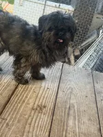 Ace, a male Shih Tzu for sale in Saint Joe, AR – 3 of 3