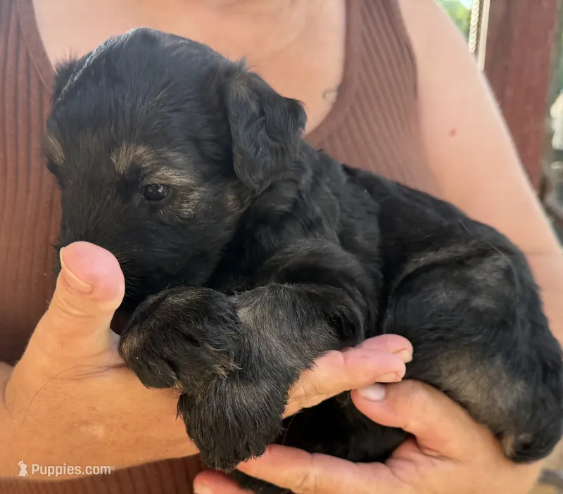 Black/ silver – Giant Schnauzer puppy for sale in Saint Joe, AR