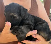 Black/ silver, a male Giant Schnauzer for sale in Saint Joe, AR – 1 of 2