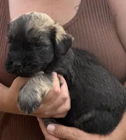 Pepper / Salt , a male Giant Schnauzer for sale in Saint Joe, AR – 1 of 2