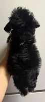 Black/white boy, a male Miniature Schnauzer for sale in Saint Joe, AR – 5 of 6