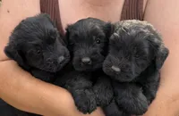 Black Giant schnauzer , a male Giant Schnauzer for sale in Saint Joe, AR – 2 of 3