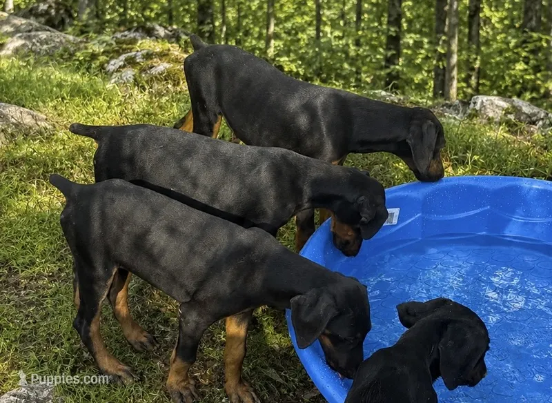 Female – Doberman Pinscher puppy for sale in Saint Joe, AR