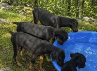 Female, a female Doberman Pinscher for sale in Saint Joe, AR – 1 of 2