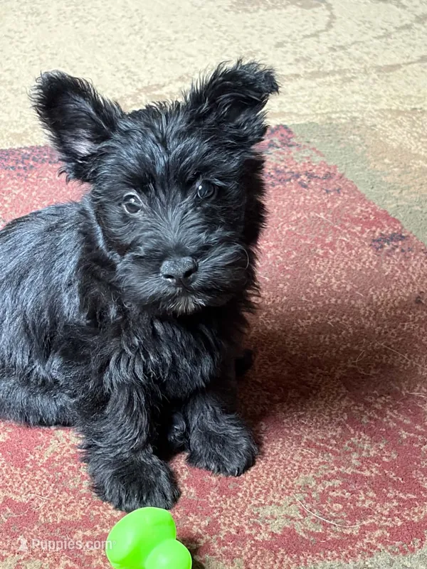 Male! – Scottish Terrier puppy for sale in Saint Joe, AR