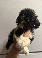 Black/white boy, a male Miniature Schnauzer for sale in Saint Joe, AR – 6 of 6