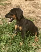 Doberman female!, a female Doberman Pinscher for sale in Saint Joe, AR – 4 of 4