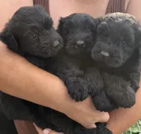 Black Giant schnauzer , a male Giant Schnauzer for sale in Saint Joe, AR – 1 of 3