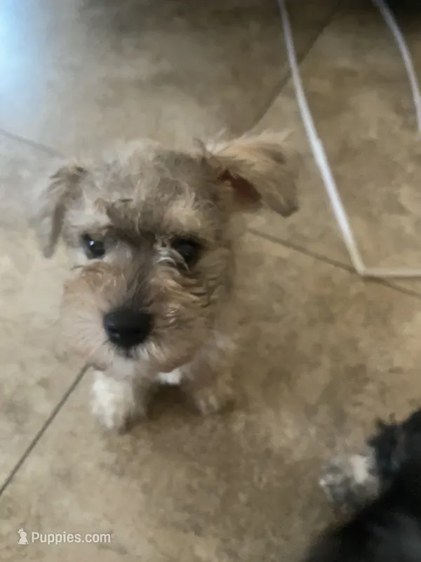 Mochi – Miniature Schnauzer puppy for sale in Phoenix, AZ
