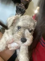 Mochi, a male Miniature Schnauzer for sale in Phoenix, AZ – 2 of 3