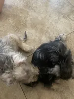 Mochi, a male Miniature Schnauzer for sale in Phoenix, AZ – 3 of 3