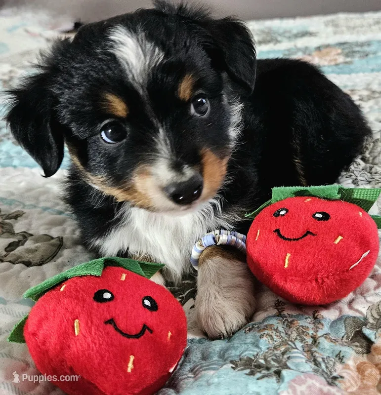 Red, a male Toy Australian Shepherd for sale in Del Valle, TX – Photo 1 of 10