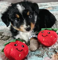 Red, a male Toy Australian Shepherd for sale in Del Valle, TX – Photo 1 of 10