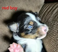 Red, a male Toy Australian Shepherd for sale in Del Valle, TX – Photo 6 of 10