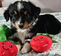 Red, a male Toy Australian Shepherd for sale in Del Valle, TX – Photo 10 of 10