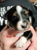 Red, a male Toy Australian Shepherd for sale in Del Valle, TX – Photo 4 of 10