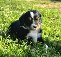 Red, a male Toy Australian Shepherd for sale in Del Valle, TX – Photo 2 of 10
