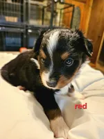 Red, a male Toy Australian Shepherd for sale in Del Valle, TX – Photo 3 of 10