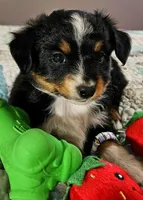 Red, a male Toy Australian Shepherd for sale in Del Valle, TX – Photo 8 of 10