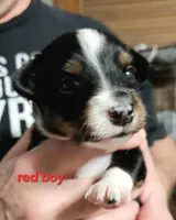Red, a male Toy Australian Shepherd for sale in Del Valle, TX – Photo 5 of 10