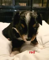 Red, a male Toy Australian Shepherd for sale in Del Valle, TX – Photo 7 of 10