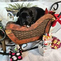 Black, a female Toy Australian Shepherd for sale in Del Valle, TX – Photo 1 of 3