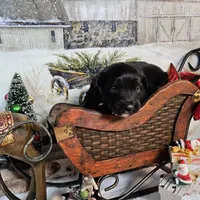 Black, a female Toy Australian Shepherd for sale in Del Valle, TX – Photo 2 of 3