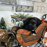 Black, a female Toy Australian Shepherd for sale in Del Valle, TX – Photo 3 of 3