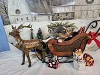 Brown, a male Toy Australian Shepherd for sale in Del Valle, TX – Photo 9 of 9