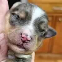 Brown, a male Toy Australian Shepherd for sale in Del Valle, TX – Photo 2 of 9