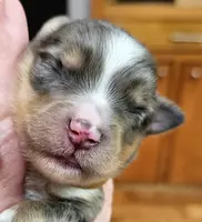 Brown, a male Toy Australian Shepherd for sale in Del Valle, TX – Photo 2 of 9