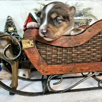Brown, a male Toy Australian Shepherd for sale in Del Valle, TX – Photo 6 of 9