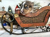 Brown, a male Toy Australian Shepherd for sale in Del Valle, TX – Photo 6 of 9