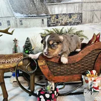 Brown, a male Toy Australian Shepherd for sale in Del Valle, TX – Photo 8 of 9