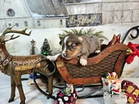 Brown, a male Toy Australian Shepherd for sale in Del Valle, TX – Photo 8 of 9