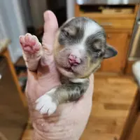 Brown, a male Toy Australian Shepherd for sale in Del Valle, TX – Photo 3 of 9
