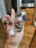 Brown, a male Toy Australian Shepherd for sale in Del Valle, TX – Photo 3 of 9