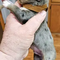 Brown, a male Toy Australian Shepherd for sale in Del Valle, TX – Photo 5 of 9