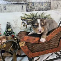 Brown, a male Toy Australian Shepherd for sale in Del Valle, TX – Photo 4 of 9