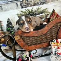 Brown, a male Toy Australian Shepherd for sale in Del Valle, TX – Photo 1 of 9