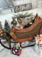 Brown, a male Toy Australian Shepherd for sale in Del Valle, TX – Photo 1 of 9