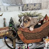 Brown, a male Toy Australian Shepherd for sale in Del Valle, TX – Photo 7 of 9